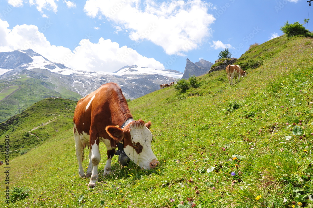 Kuh grast am Hintertuxer Gletscher