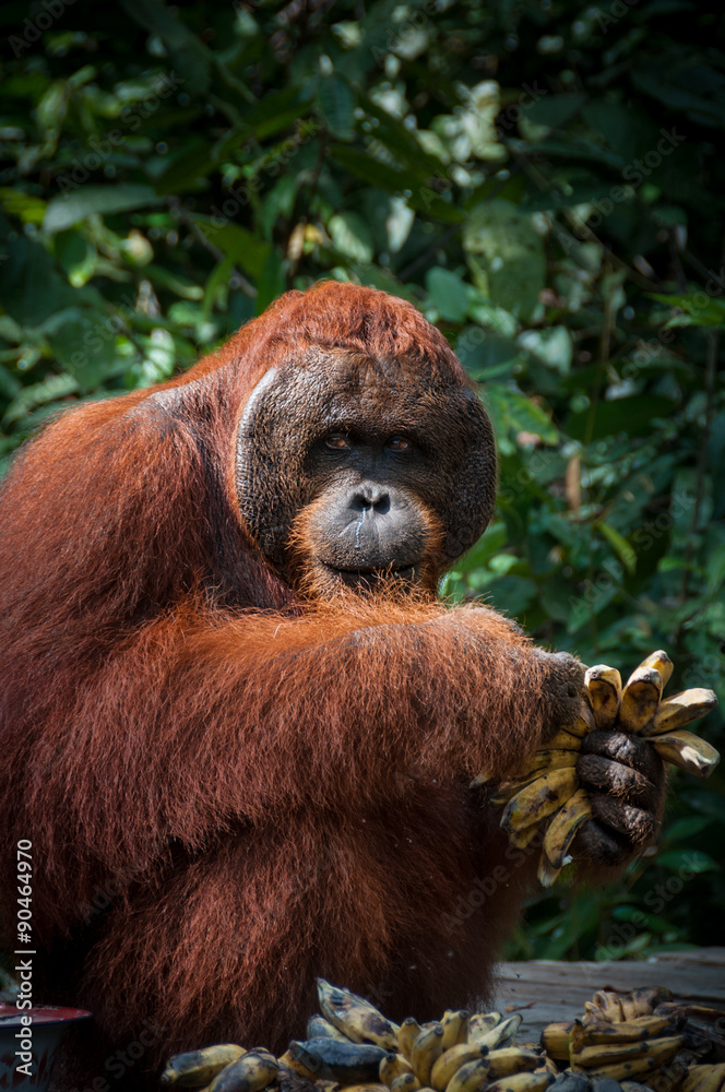 Fototapeta premium Orang Utan alpha male with bananas in Borneo Indonesia