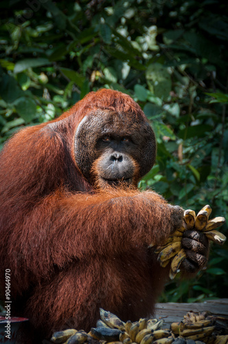Orang Utan alpha male with bananas in Borneo Indonesia