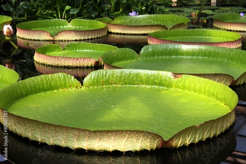 exotic plants