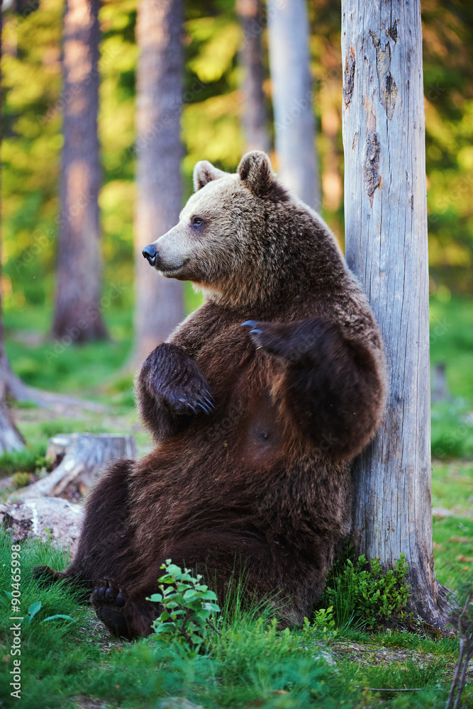 Fototapeta premium Brown bear in relax