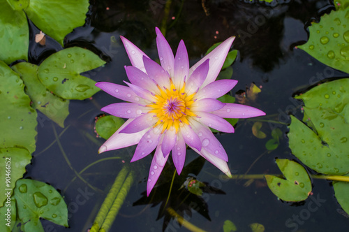 Water lily