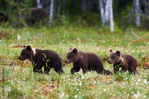 Murais de parede Three beautiful bear cubs