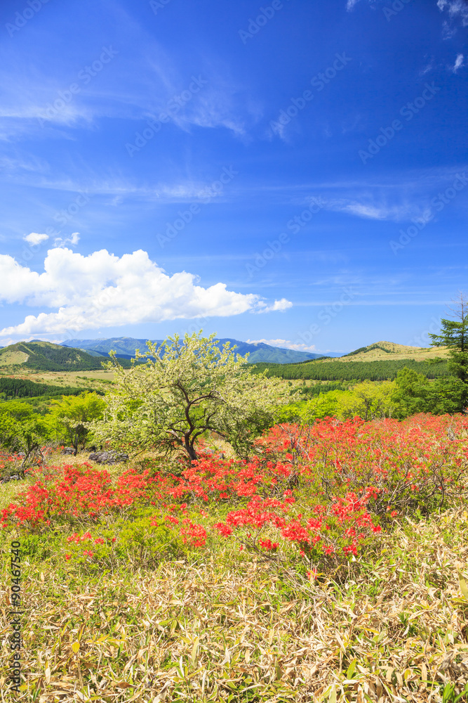 霧ヶ峰高原のレンゲツツジ 長野県諏訪市 霧ヶ峰高原のレンゲツツジ 長野県諏訪市