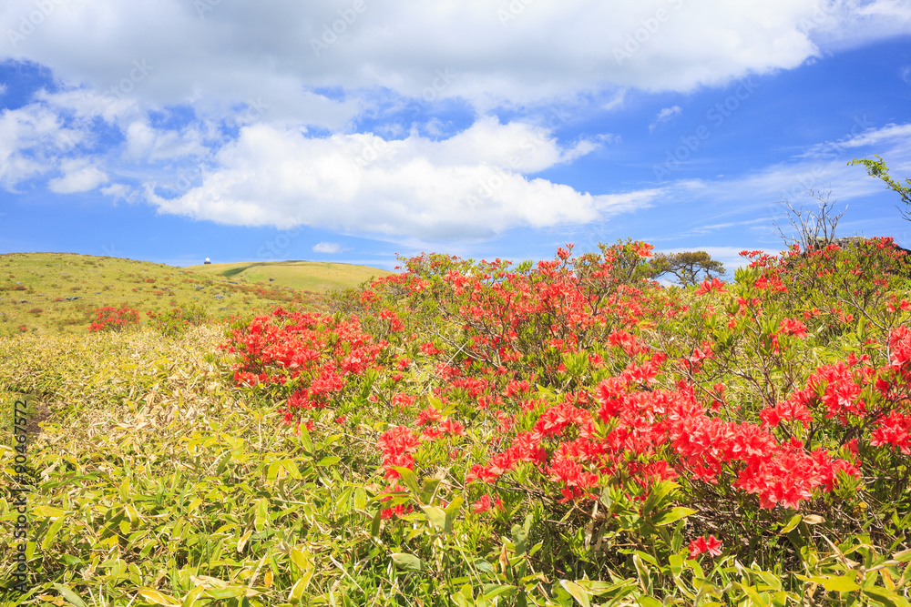 霧ヶ峰高原のレンゲツツジと車山　長野県諏訪市