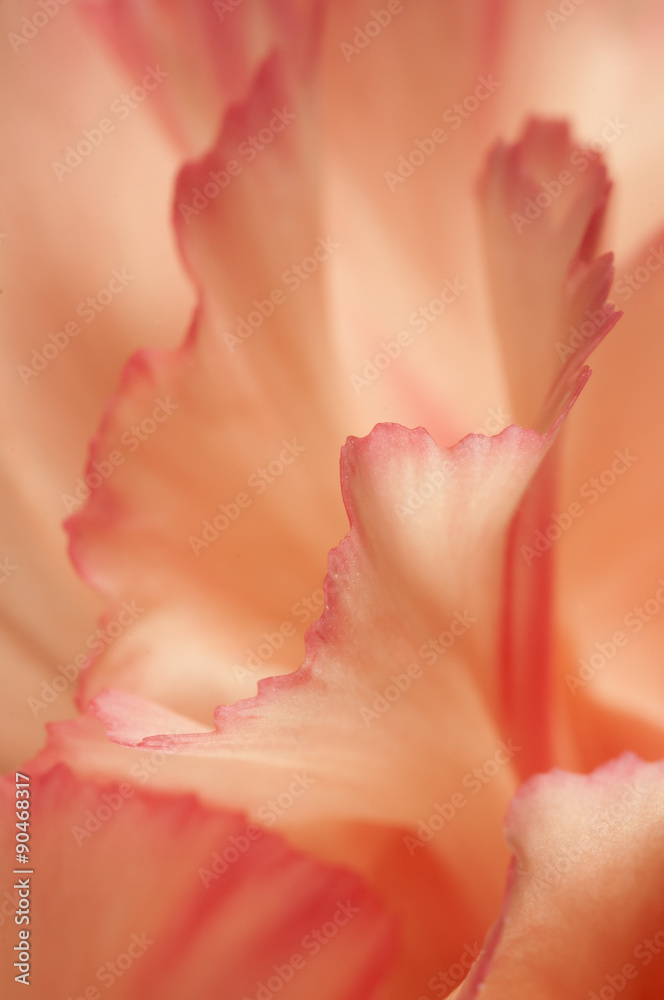 Carnation flower fragment