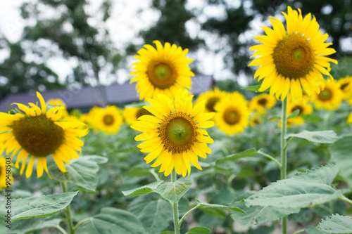 sunflowers in the green garden