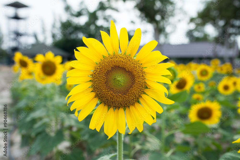 sunflowers in the green garden