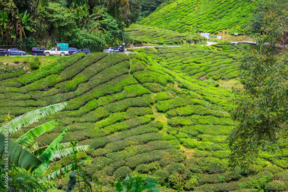 Landscape of tea Plantations, Cameron highlands