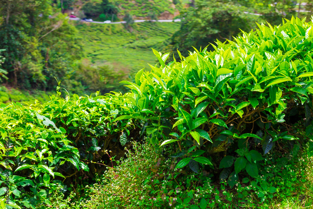 Naklejka premium Landscape of tea Plantations, Cameron highlands