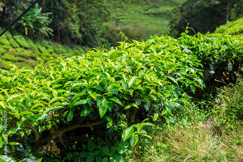Landscape of tea Plantations, Cameron highlands
