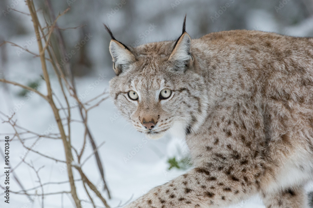 Obraz premium Lynx Wild Cat