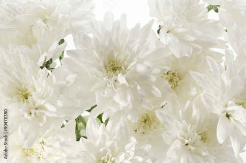 White fresh beautiful chrysanthemums close up © Margaryta Vakhterova