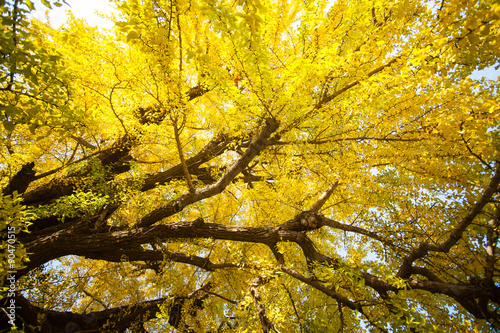 The fall season of Nishi Honganji temple in Kyoto