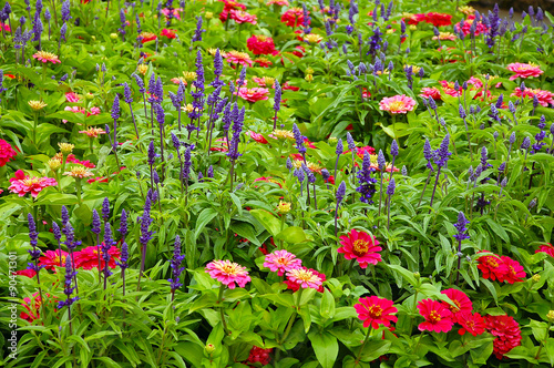 Colorful english country garden
