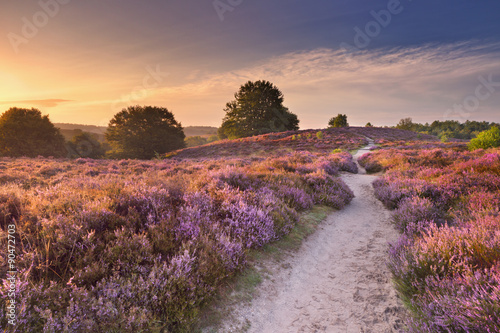 Fotografia Path through blooming heather at sunrise in The Netherlands.