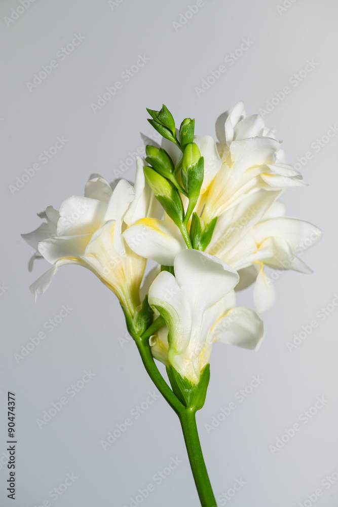 Fototapeta premium The branch of white freesia with flowers and buds on a gray back