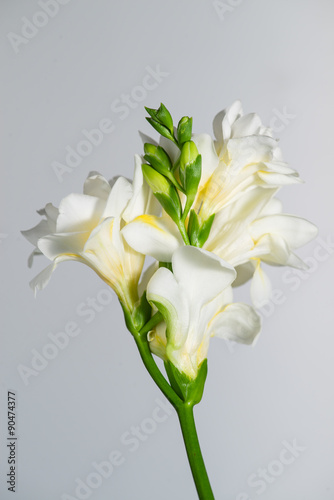 Fototapeta Naklejka Na Ścianę i Meble -  The branch of white freesia with flowers and buds on a gray back