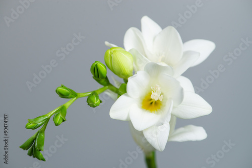 The branch of white freesia with flowers and buds on a gray back photo