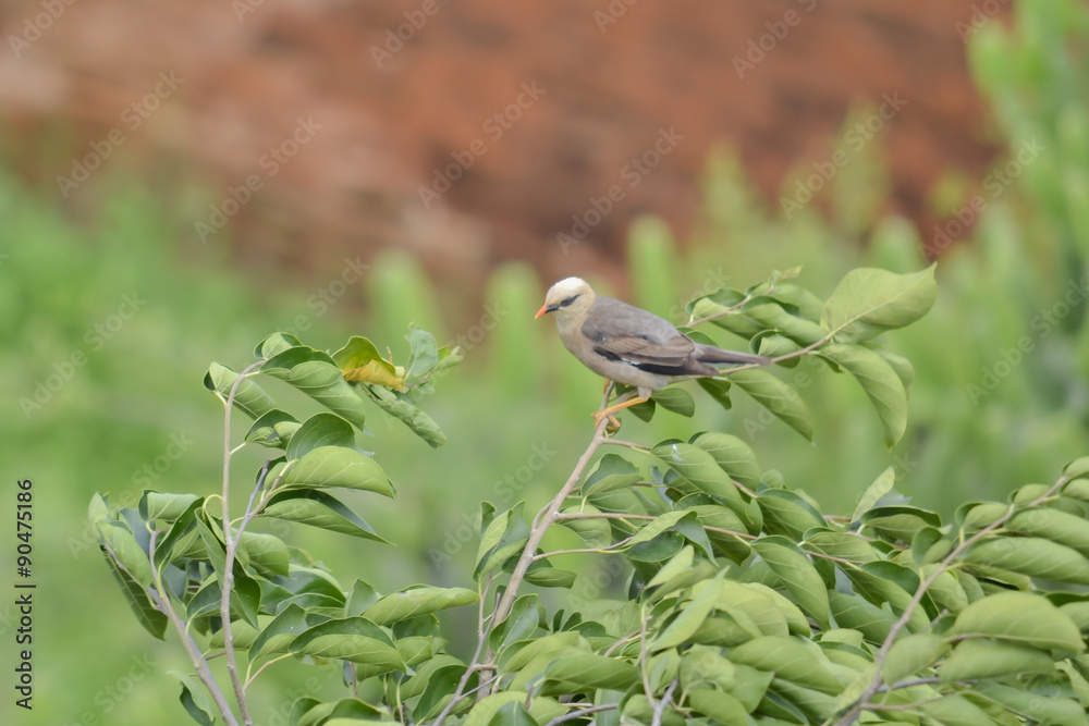 Fototapeta premium bird in the mountain