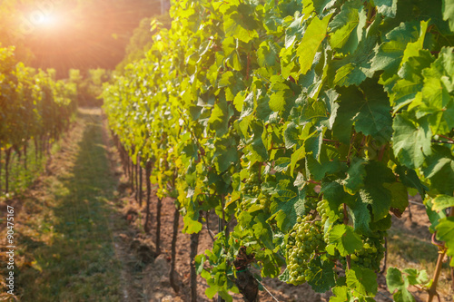 Vineyards and grapes at sunset photo