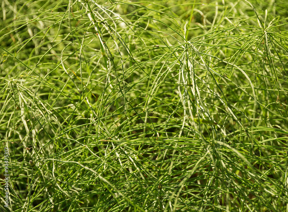 Equisetum Equisetum