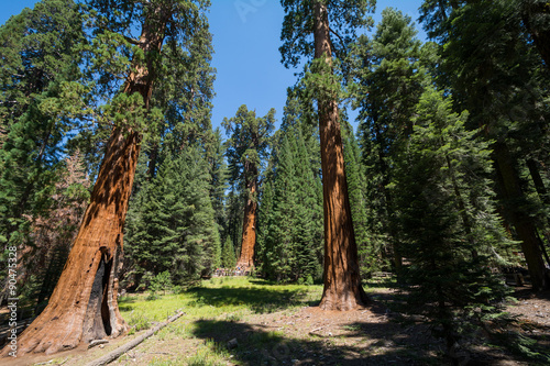 Sequoia National Park, California, USA