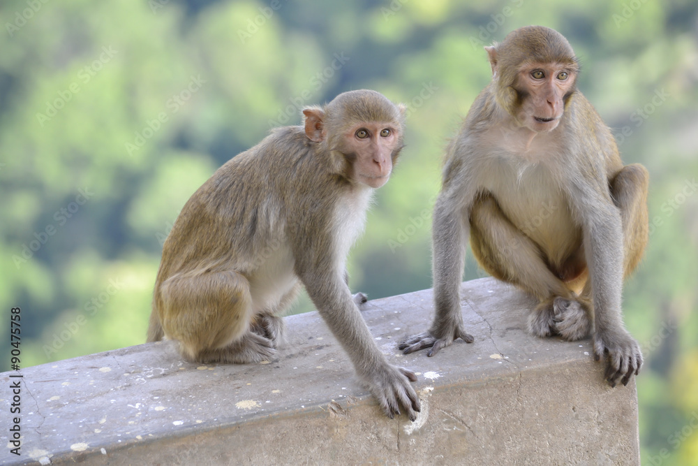 monkeys in country monkeys in country