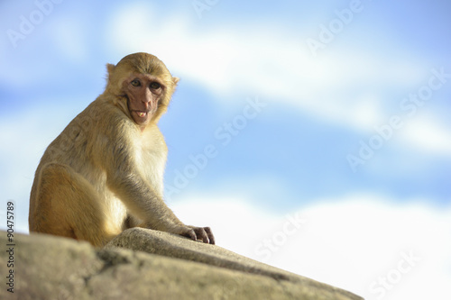 monkeys in the jungle © spetenfia