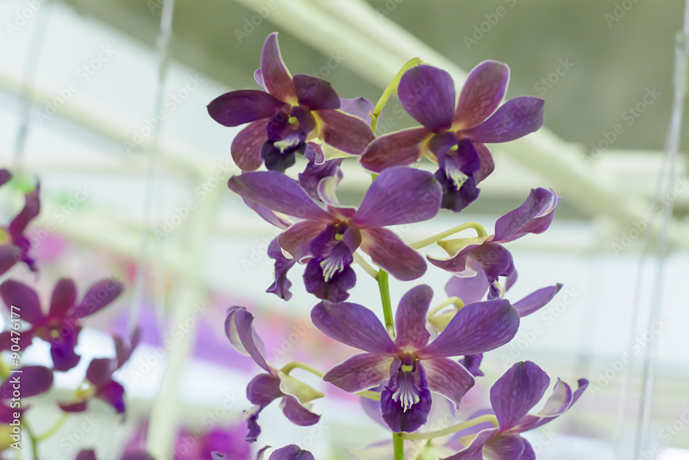 Obraz premium Orchid 