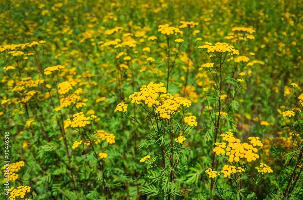 Tansy Tanacetum vulgare 