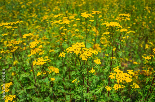 Tansy Tanacetum vulgare 