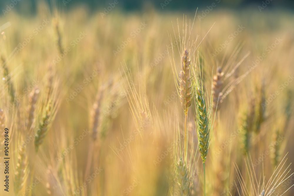 Golden fields of wheat, barley