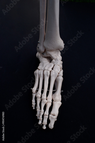 Anterior View of The Foot 