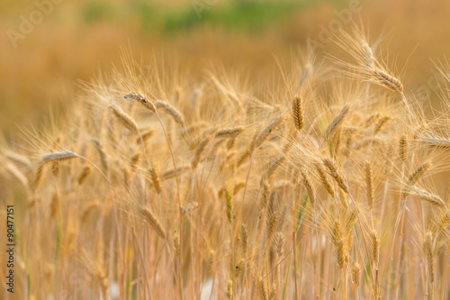 Golden fields of wheat, barley