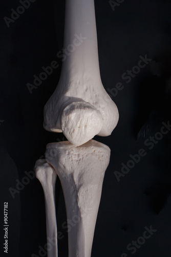 Bones of the Knee Anterior View