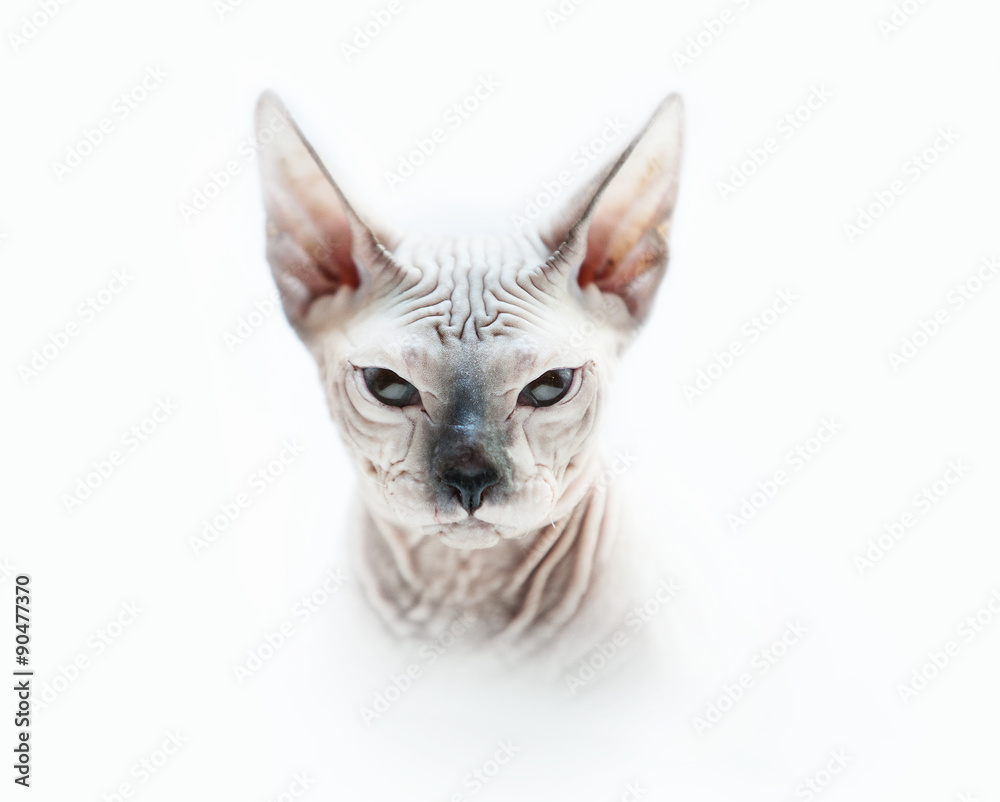 Angry Sphynx cat full face portrait