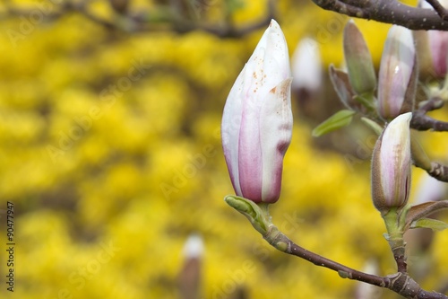 Magnolia