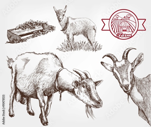 Fotografia goat breeding