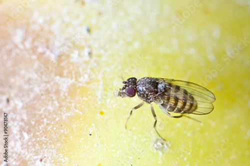 fruitfly on the wild nature (Drosophila Melanogaster) photo