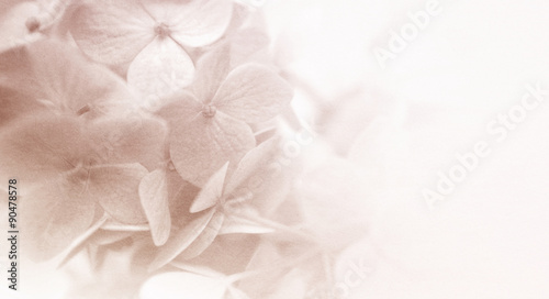 sweet color flowers texture in soft color and blur style for background 