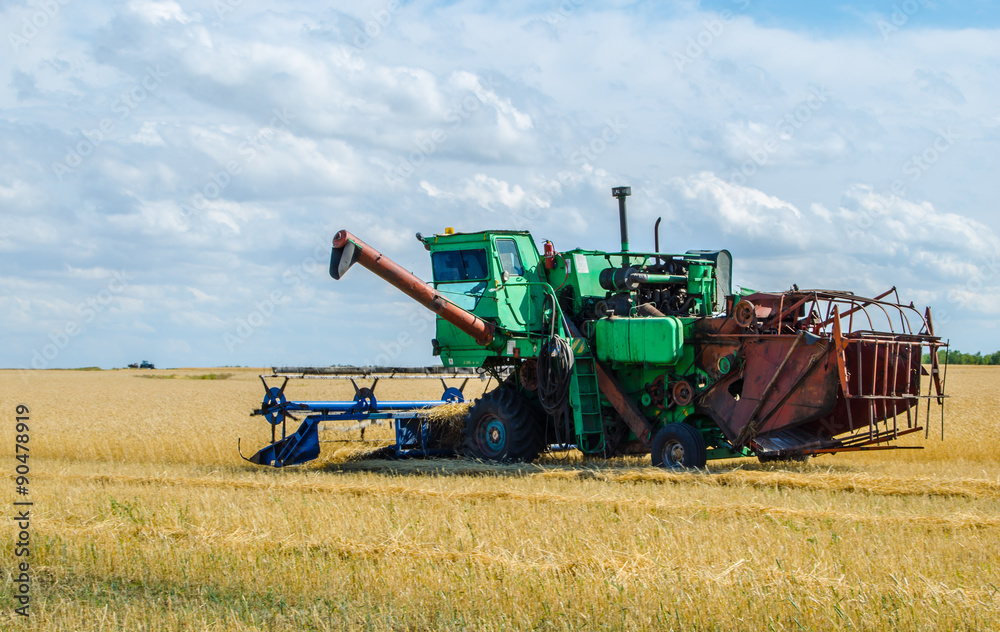 Fototapeta premium Harvest