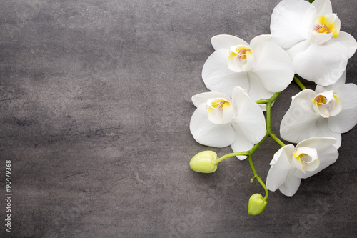 White orchid on the grey background.