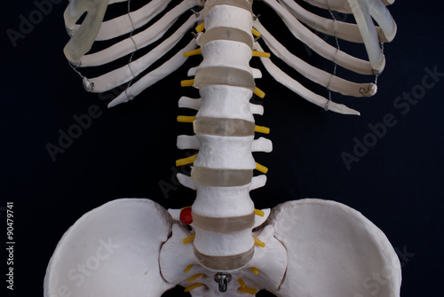 Lumbar Spine 
