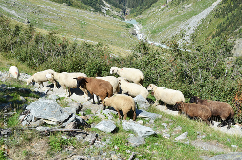 Flock of sheeps in the mountains near Trift glacier. Switzerland