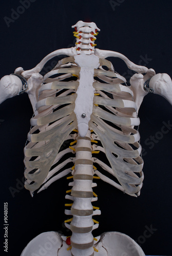 Bones of The Chest and Spine