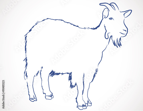 dessin de chèvre