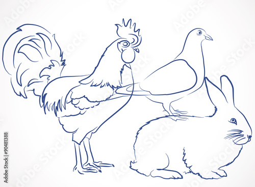 dessin, croquis de coq, pigeon et lapin