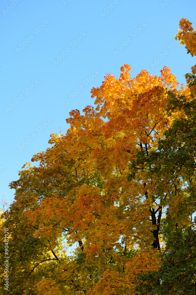 Fototapeta premium Colorful Autumn Leafs on the Tree over Deep Blue Sky