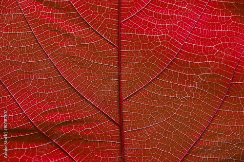 Slika na platnu Close up on red leaf texture